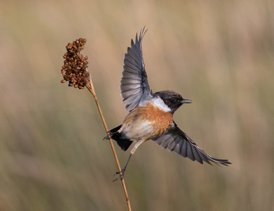 Male Stonechat Taking Flight