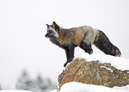 Silver Fox On A Rock