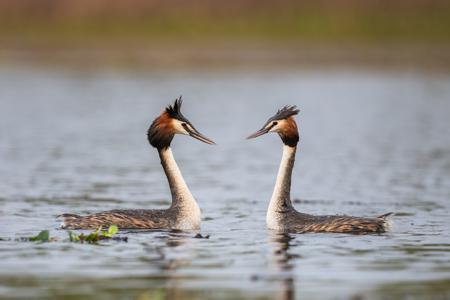 Great Crested Grebes 02