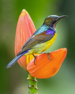 Brown-Throated Sunbird