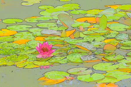 Water Lillies