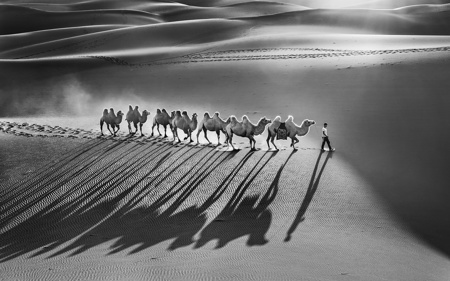 Camel And Shadow