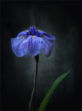 Iris Petals
