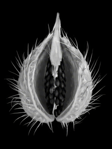 Seed Pod