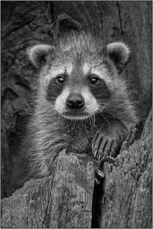 Alert Raccoon Kit