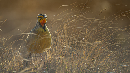 Orange Throated Longclaw