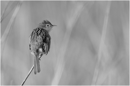 Cisticola