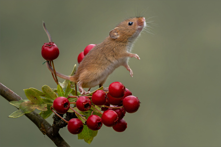 Tiny Little Harvester
