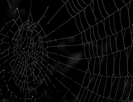 Dew On Spider Web
