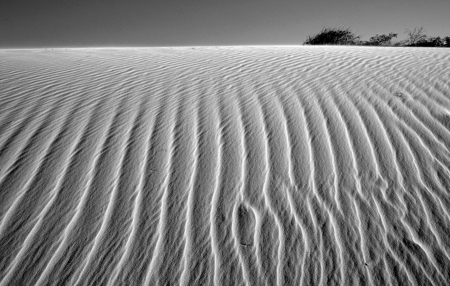 Sand Dune Lines