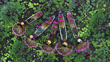 Lotus-Picking Women 1