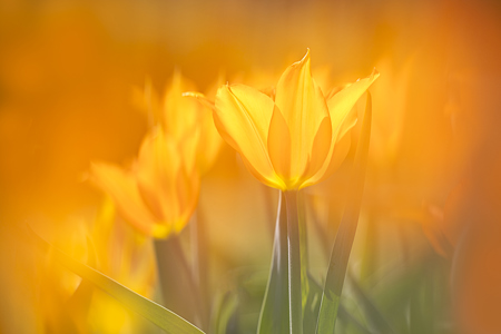Tulip Glow
