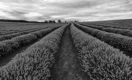 Rows Of Lavender