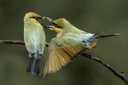 Squabble In The Rain