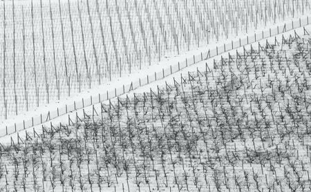 Diagonal Vineyard