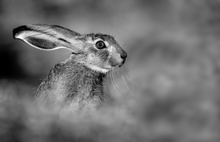 Hare Portrait