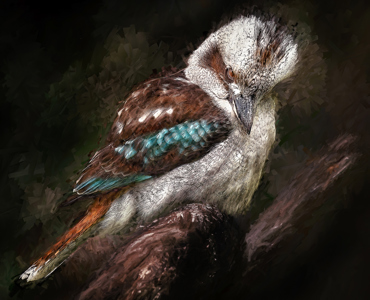Kookaburra Sits In The Old Gum Tree