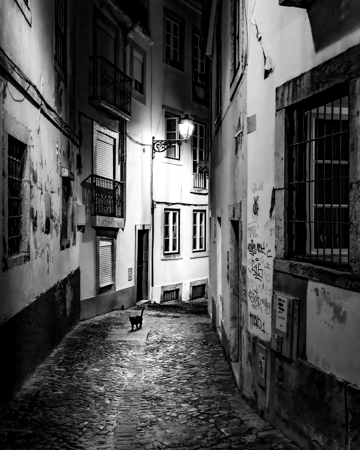 Lisbon Alley Cat