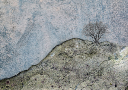 Bare Tree In Imagined Landscape