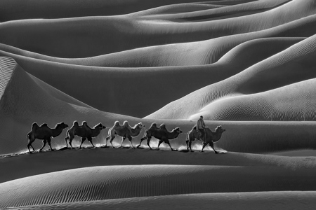 Camel Group Crossing B