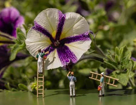 Painting The Petunias