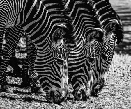 Zebras Feeding  Time