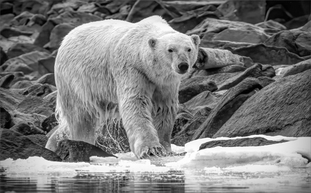 Soaked Polar Bear Walking