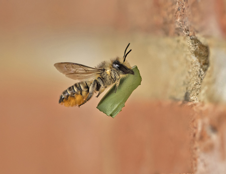 Patchwork Leafcutting Bee