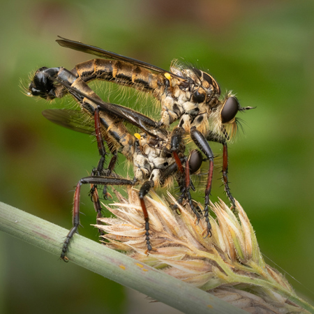Mating Robberflies-1