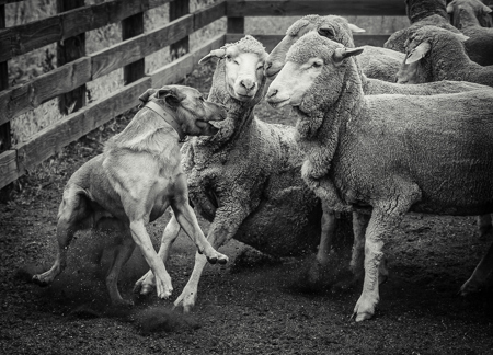 Eyes Locked On The Sheep