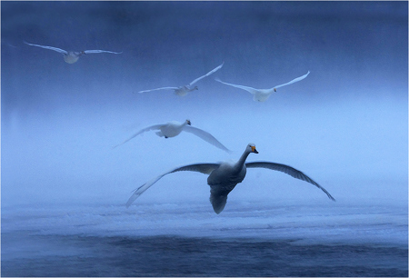 Whooper Swans Landing Formation