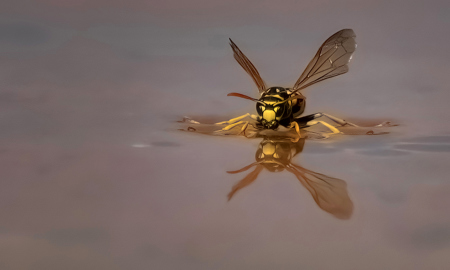 Wasp Drinking