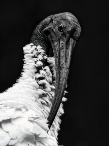 White Australian Ibis