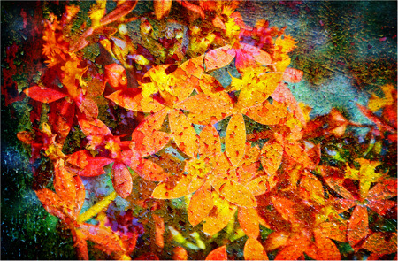 Orange Flowers With Texture