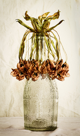 Tulips In Decay