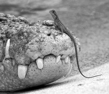 Water Dragon And Crocodile