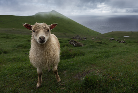 Little Lamb At Kalsoy