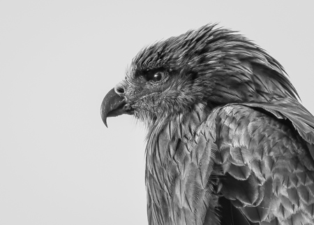 Black Kite In Profile
