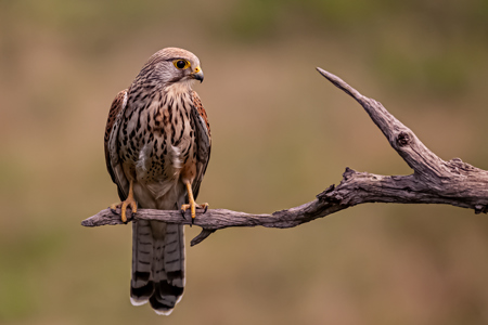 You Now In Want To Get