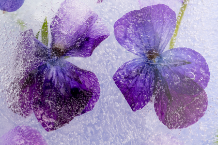 Frozen Pansies