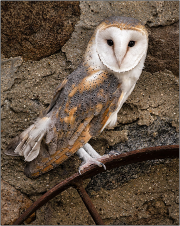 European Barn Owl On Wagon Wheel