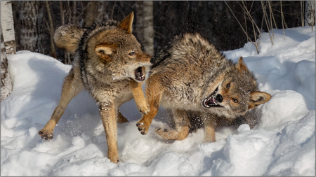 Coyotes Fighting