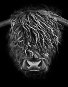 Highland Cow