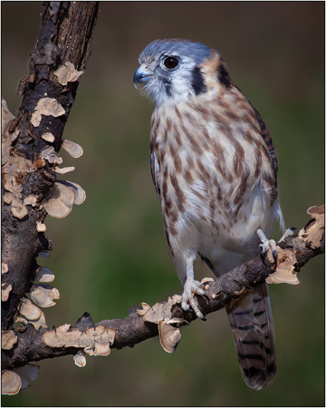 American Kestrel Beauty