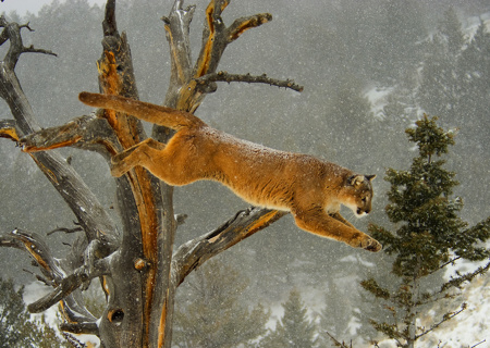 Puma Jumping Through Snow