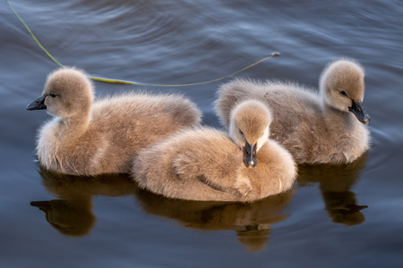 Cygnet Triplets