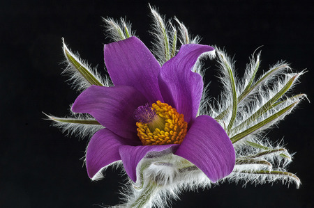 Pulsatilla