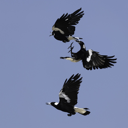 Magpie Mayhem