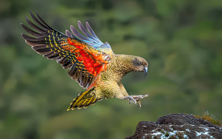 1. Kea-Newzealand