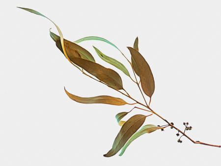 Beautiful Eucalyptus